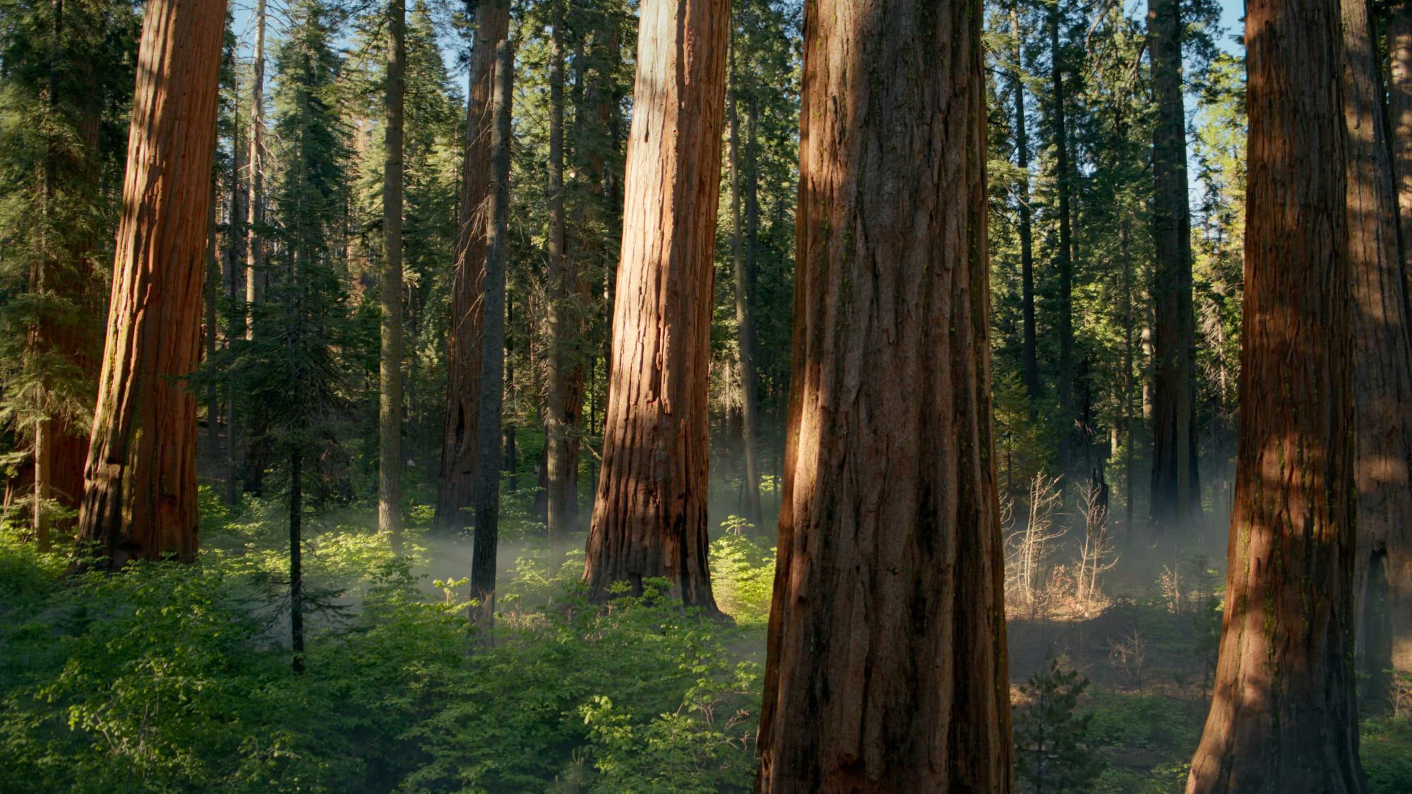 Apple sequoia wallpaper