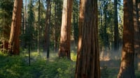 Thumbnail of Apple sequoia wallpaper